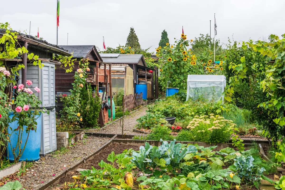 Blick auf Familiengärten einer Gartenanlage.